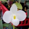 Paph. delenatii var. alba